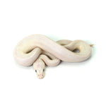 Blue Eye Leucistic Ball Python