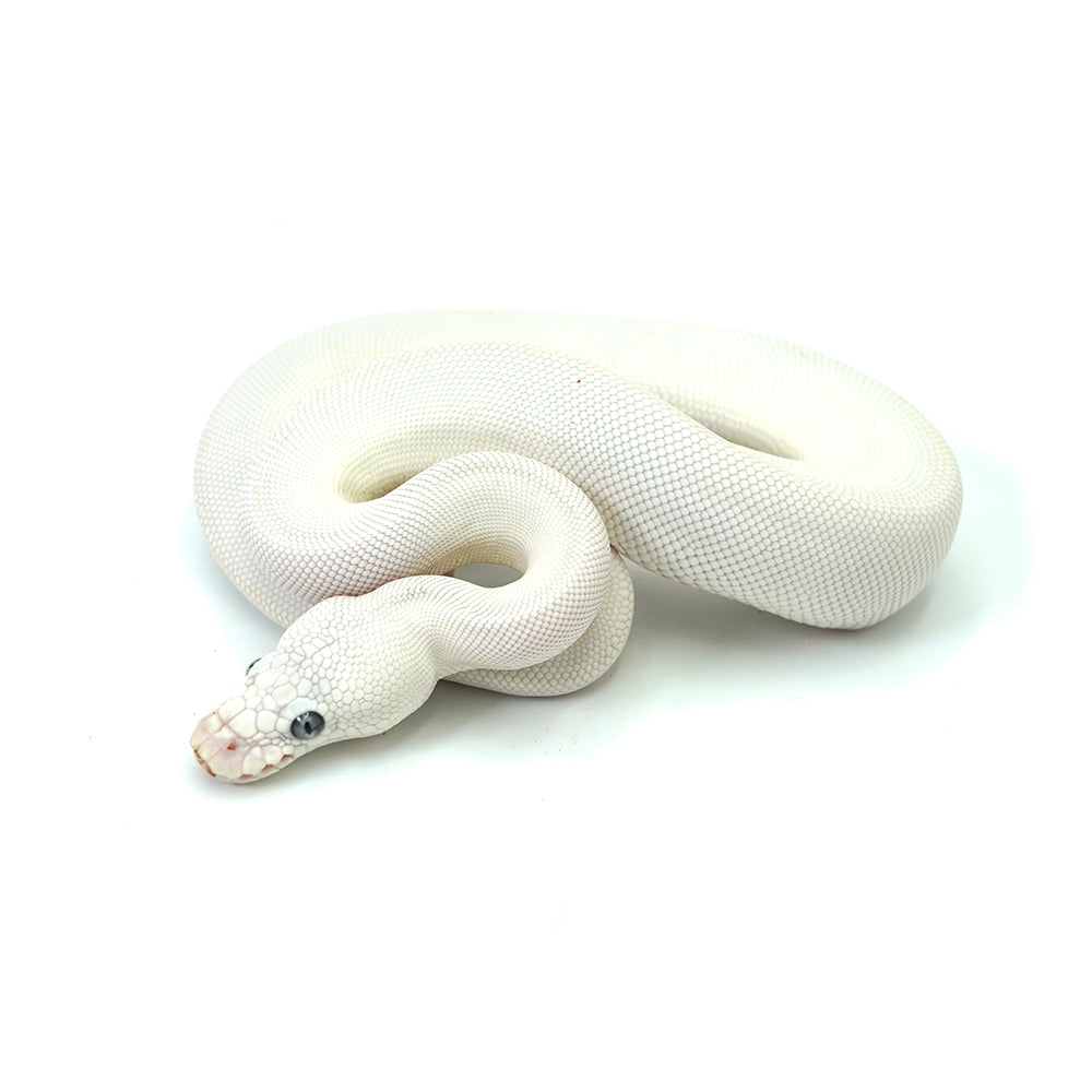 Blue Eye Leucistic Ball Python