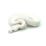 Blue Eye Leucistic Ball Python