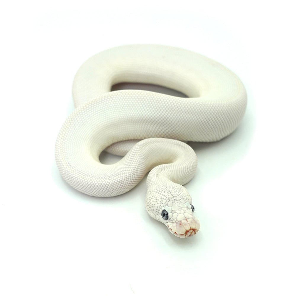 Blue Eye Leucistic Ball Python