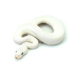 Blue Eye Leucistic Ball Python