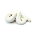 Blue Eye Leucistic Ball Python