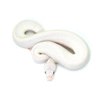 Blue Eye Leucistic Ball Python