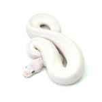 Blue Eye Leucistic Ball Python