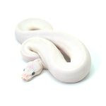 Blue Eye Leucistic Ball Python