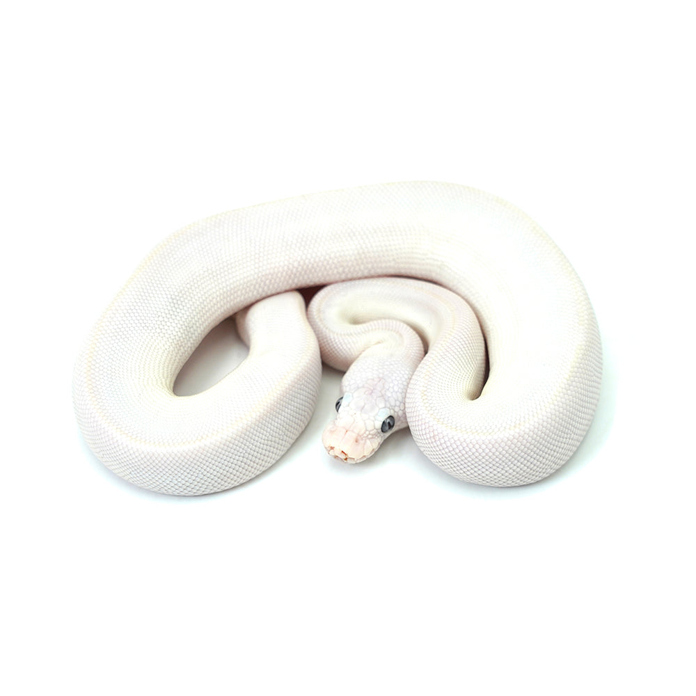 Blue Eye Leucistic Ball Python