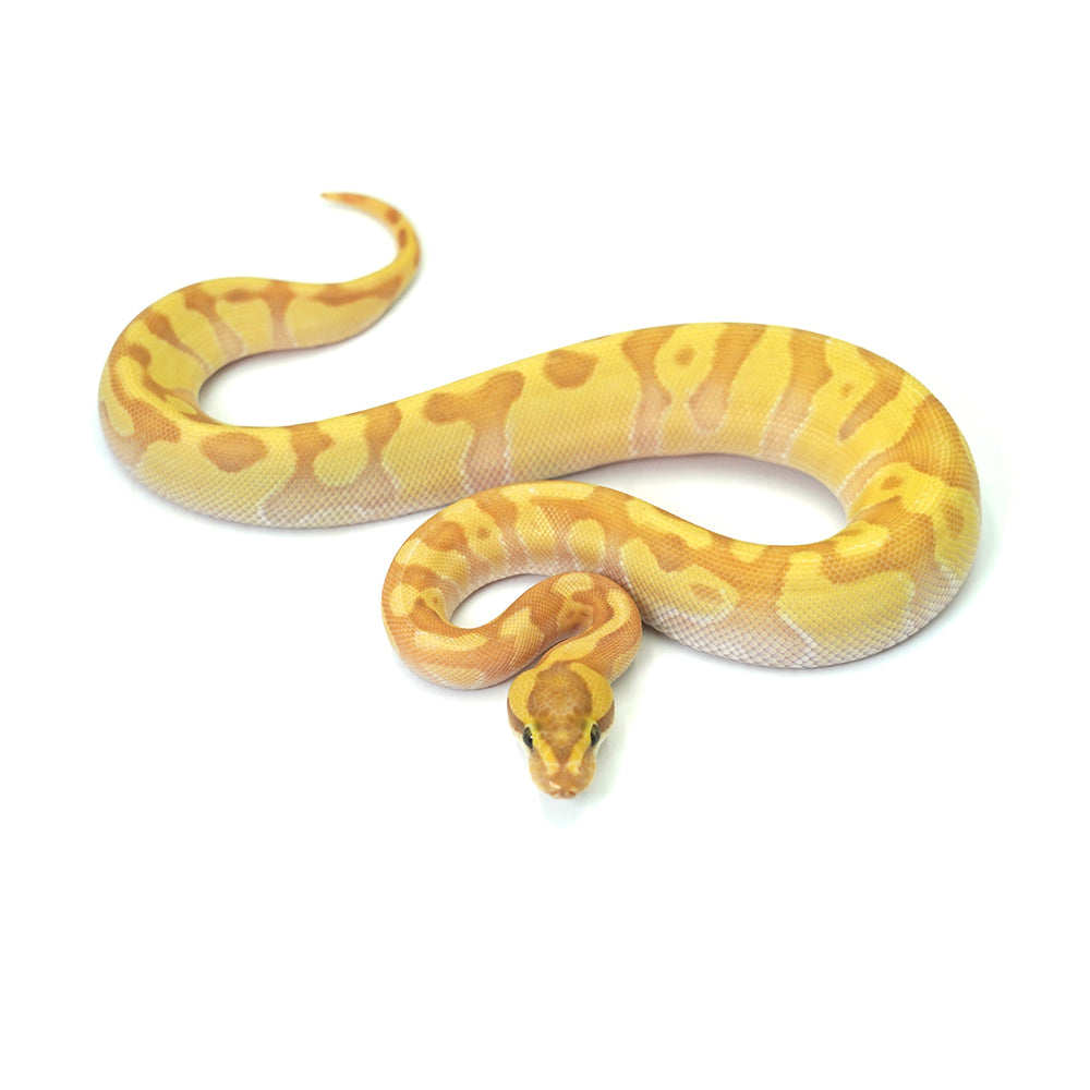 Banana Super Enchi Butter Ball Python