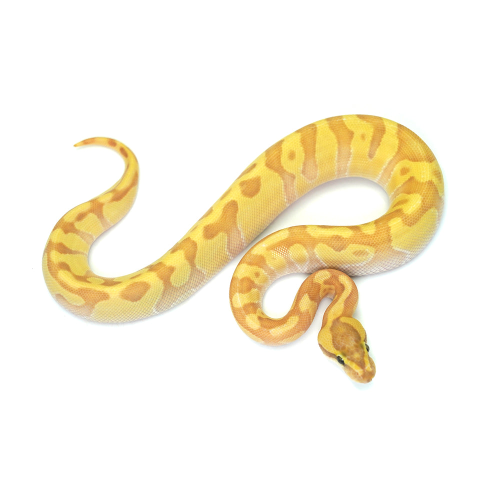 Banana Super Enchi Butter Ball Python