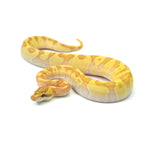 Banana Super Enchi Butter Ball Python