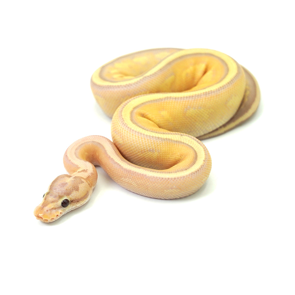Banana Super Stripe Ball Python