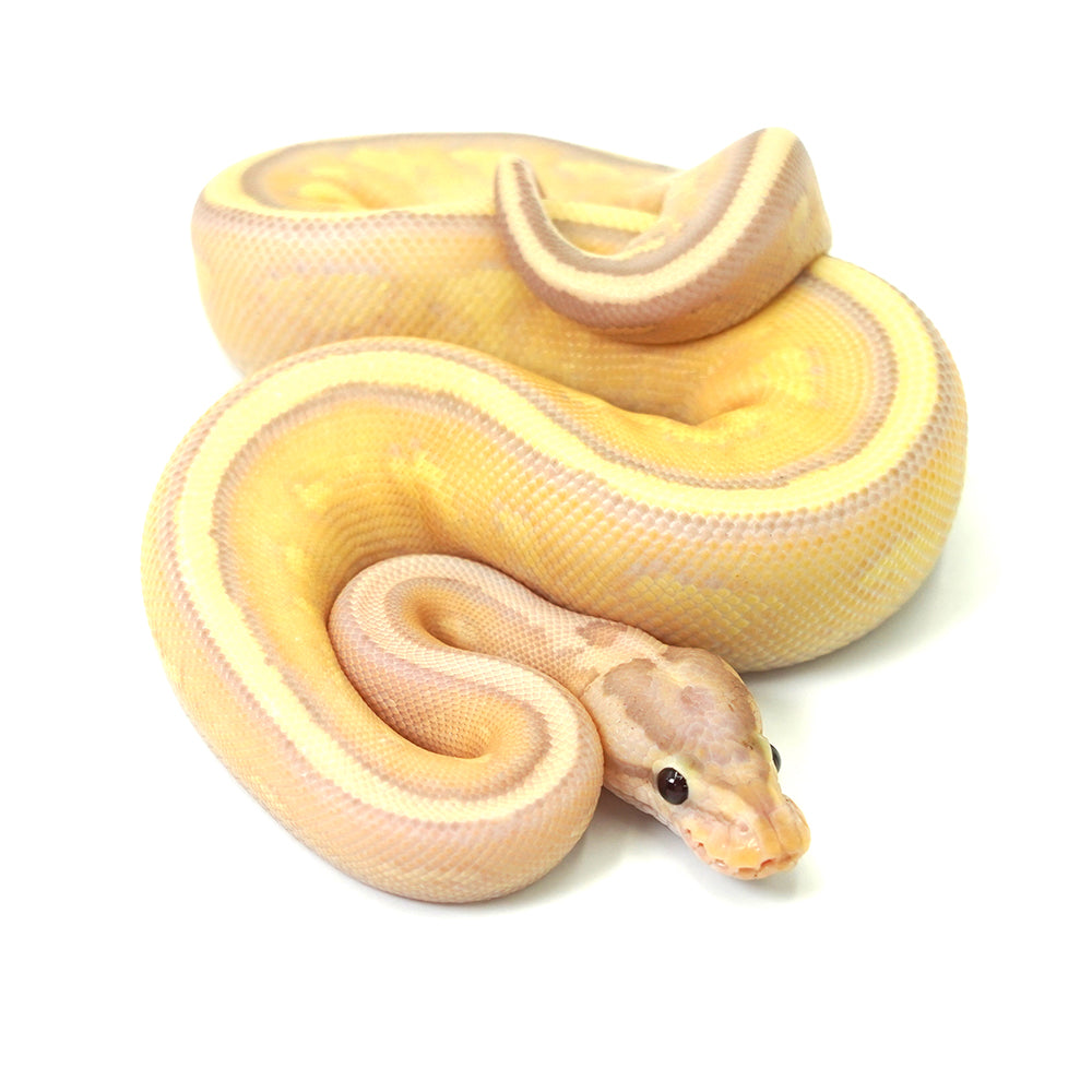 Banana Super Stripe Ball Python