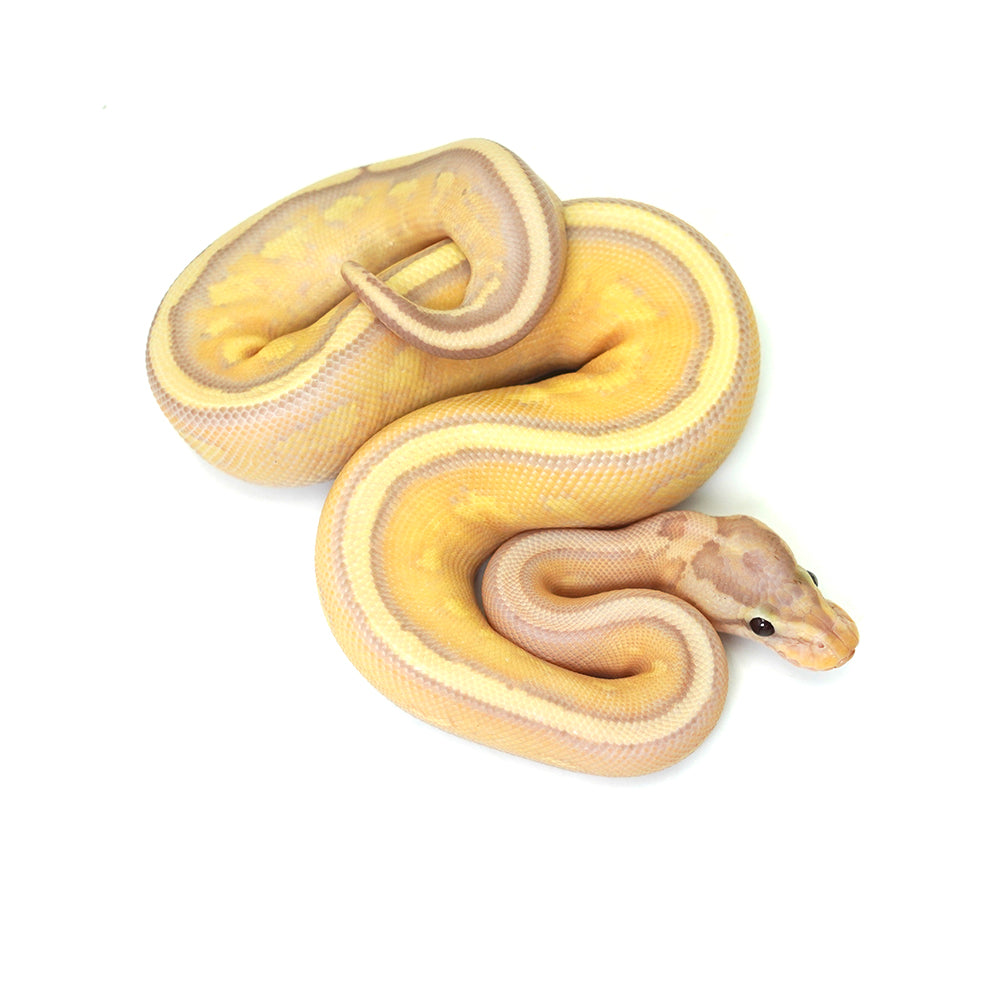 Banana Super Stripe Ball Python