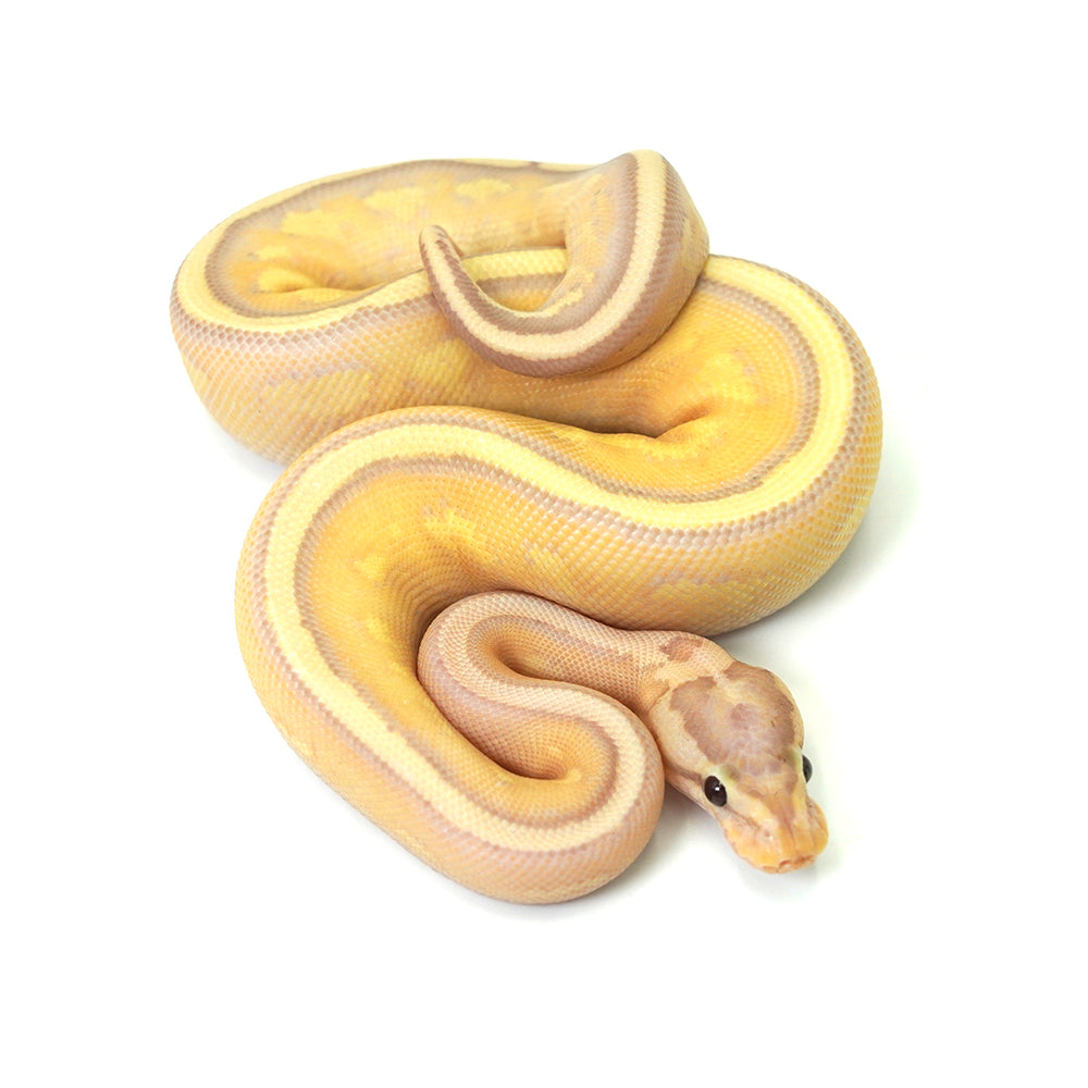 Banana Super Stripe Ball Python
