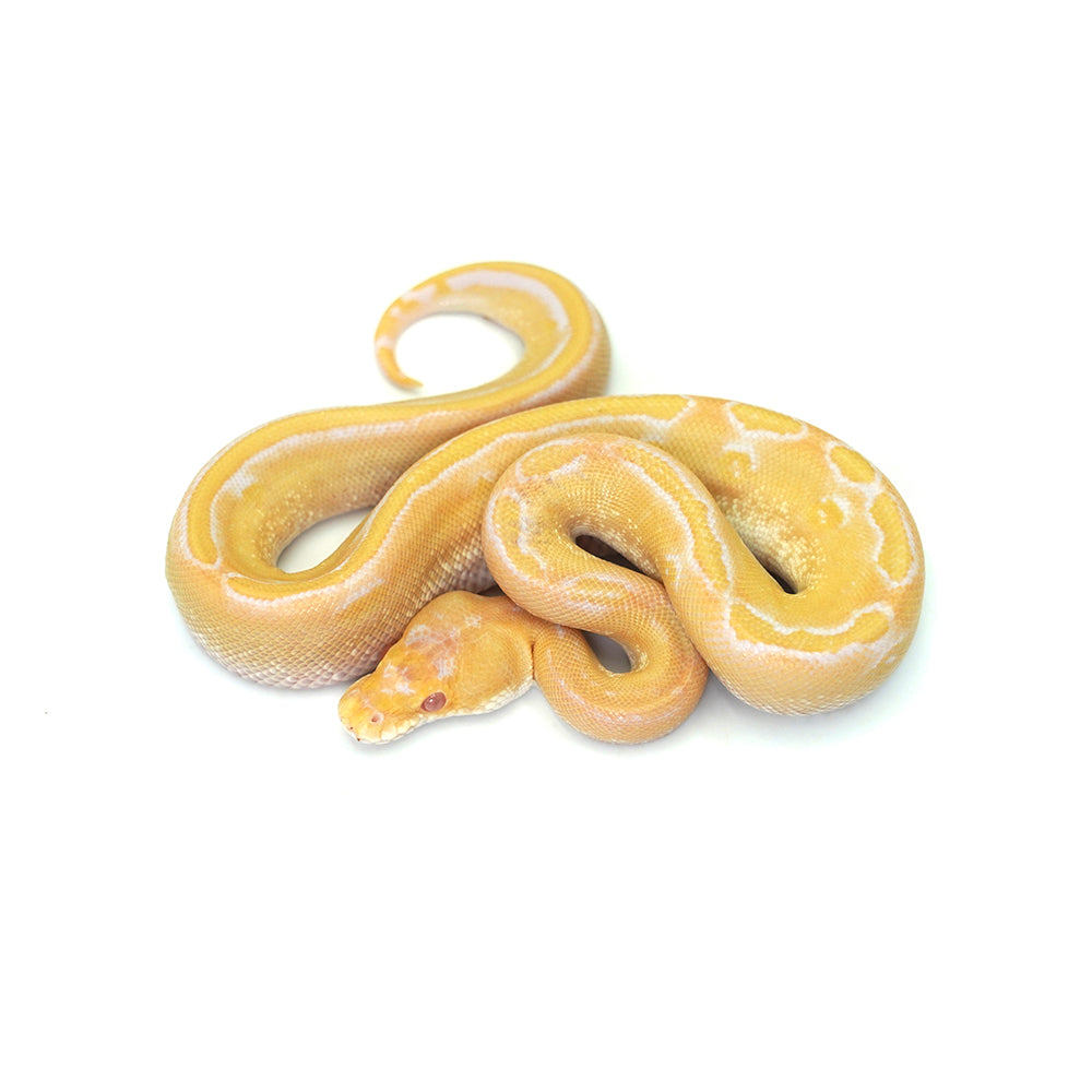 Albino Champagne Ball Python