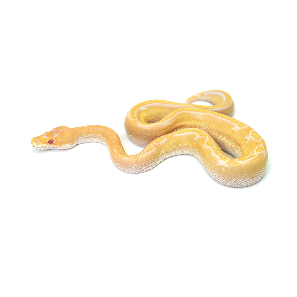 Albino Champagne Ball Python