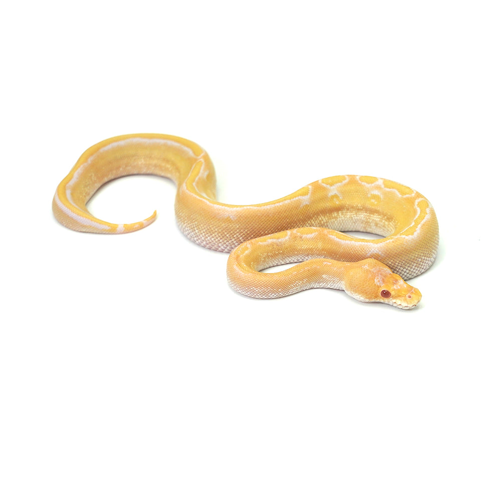 Albino Champagne Ball Python