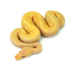 Albino Pin Ball Python