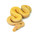 Albino Pin Ball Python