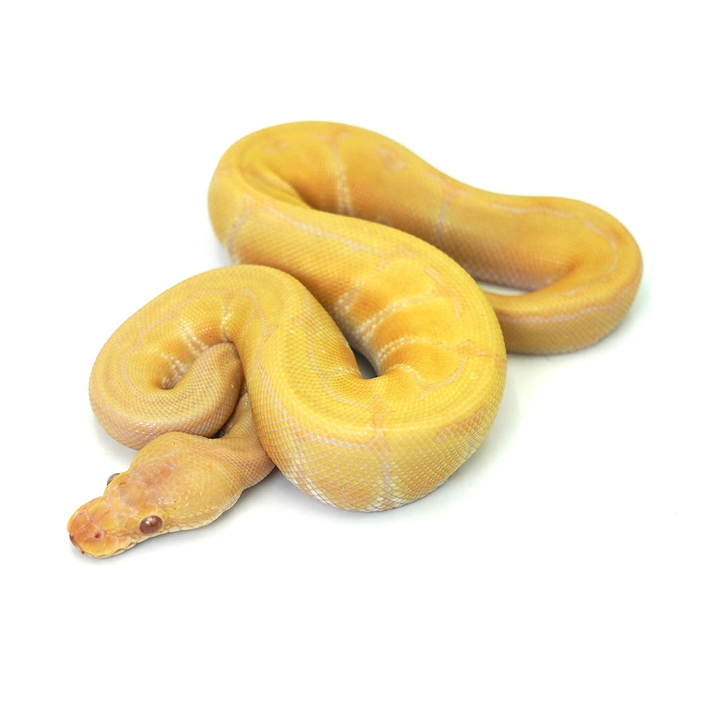 Albino Pin Ball Python