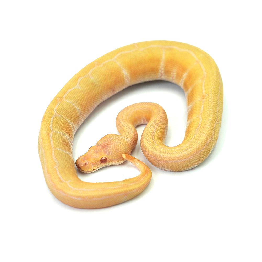 Albino Pin Ball Python