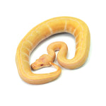 Albino Pin Ball Python