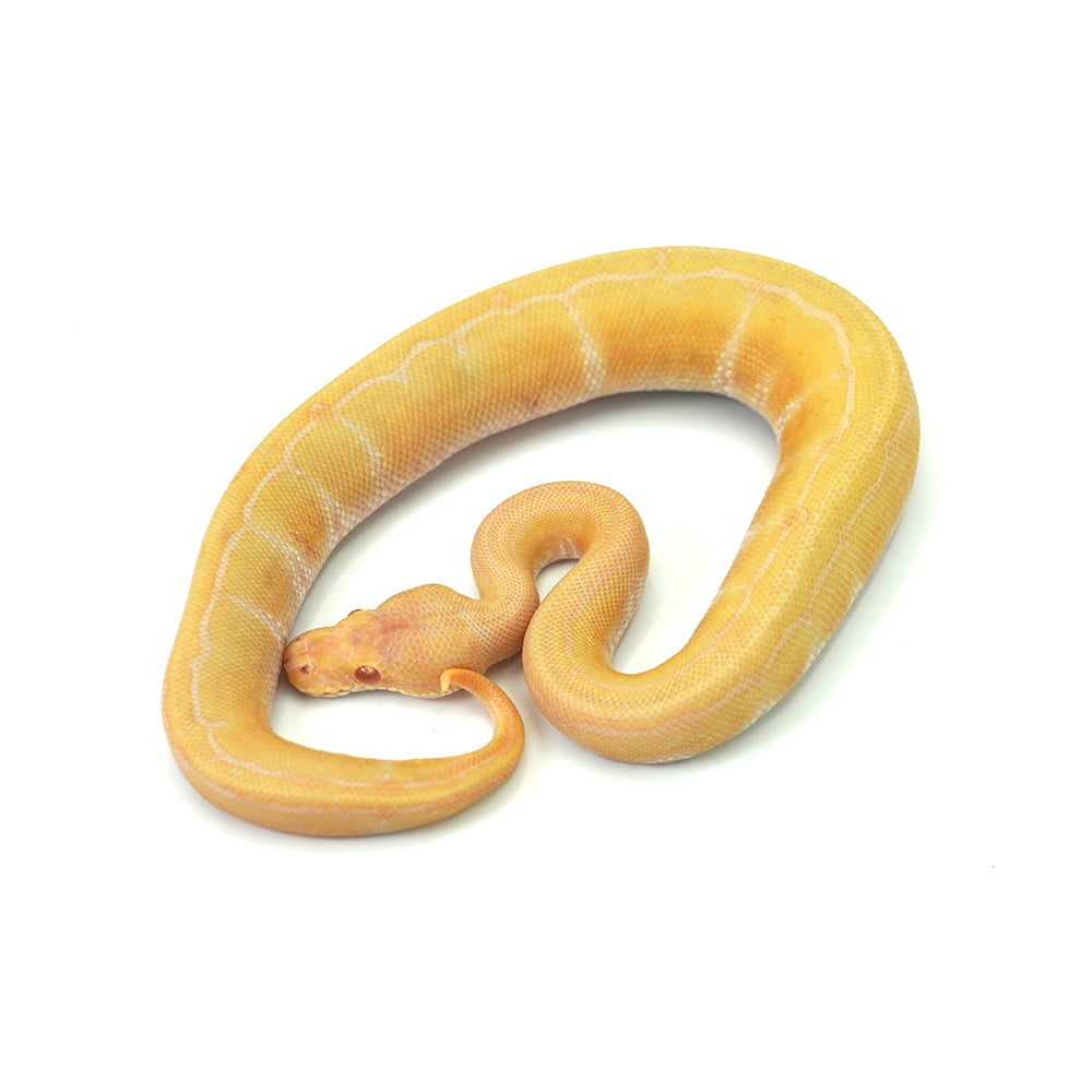 Albino Pin Ball Python