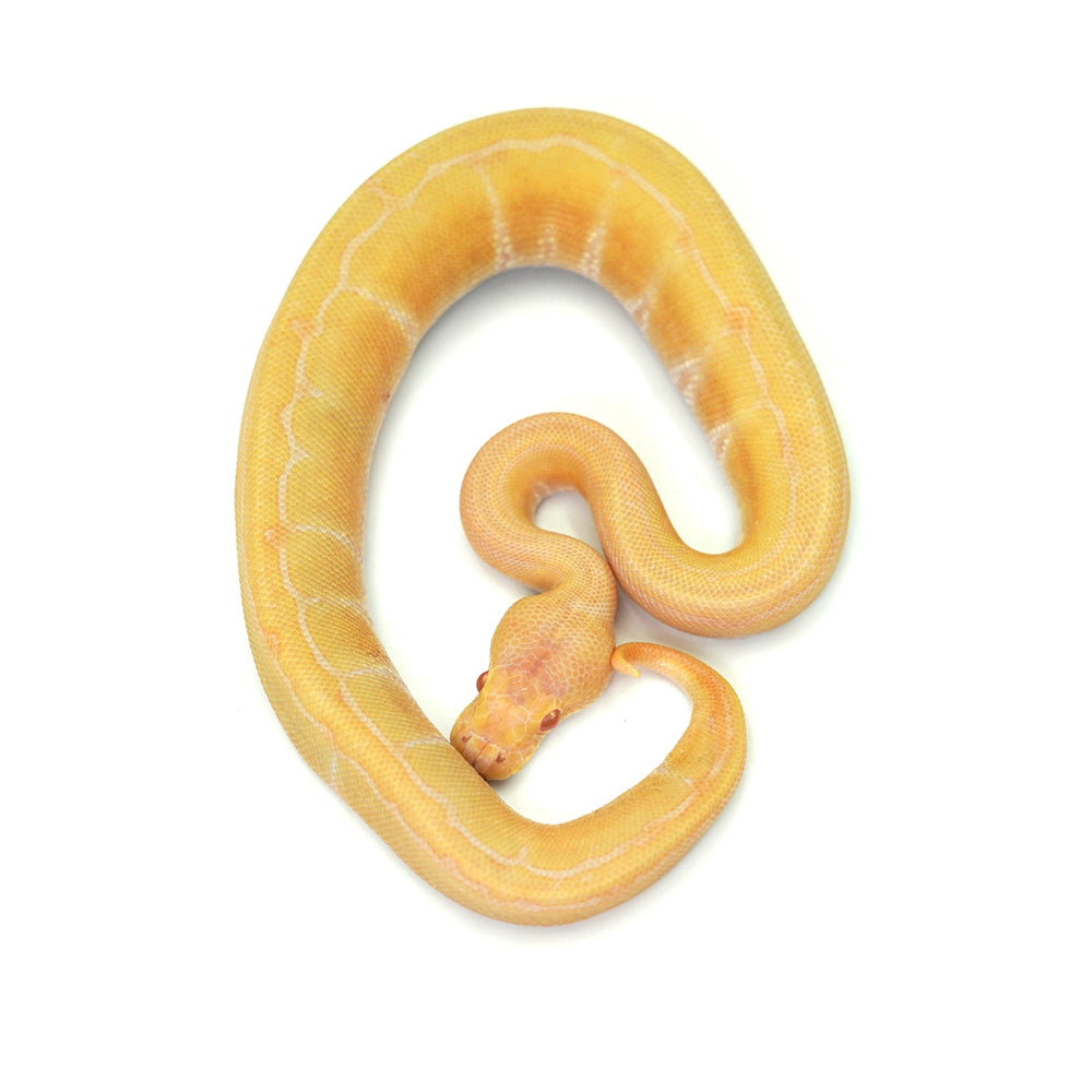 Albino Pin Ball Python