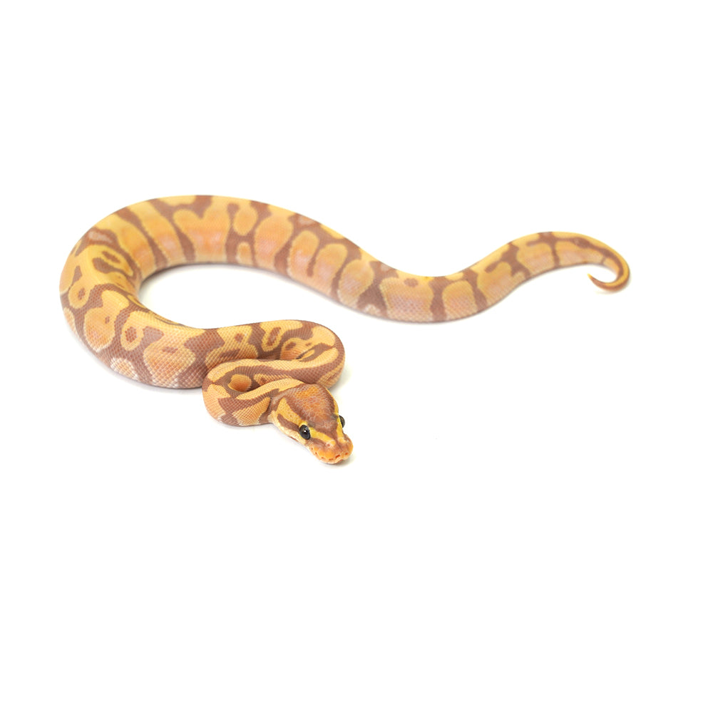 Banana Enchi Ball Python