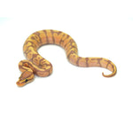 Banana Enchi Ball Python