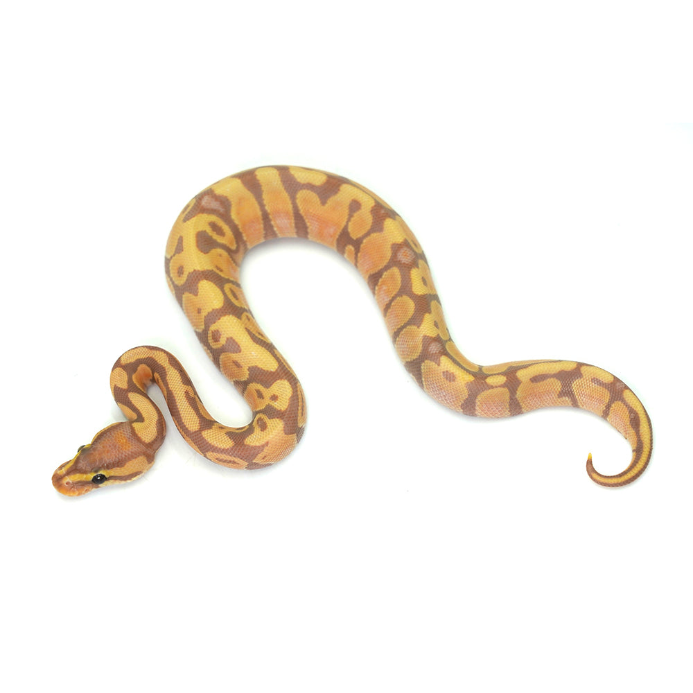 Banana Enchi Ball Python