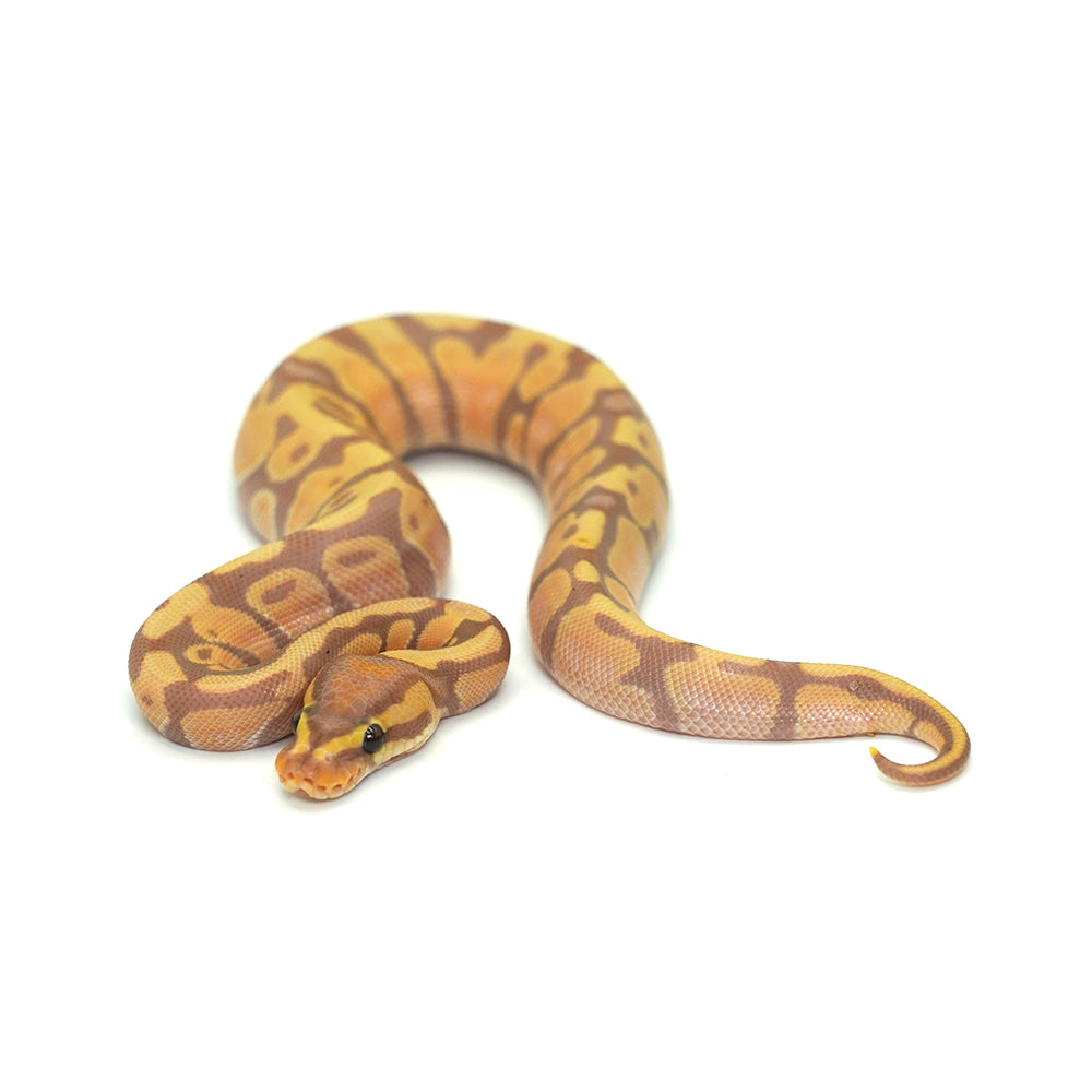 Banana Enchi Ball Python