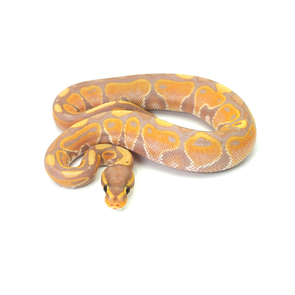 Banana Ball Python