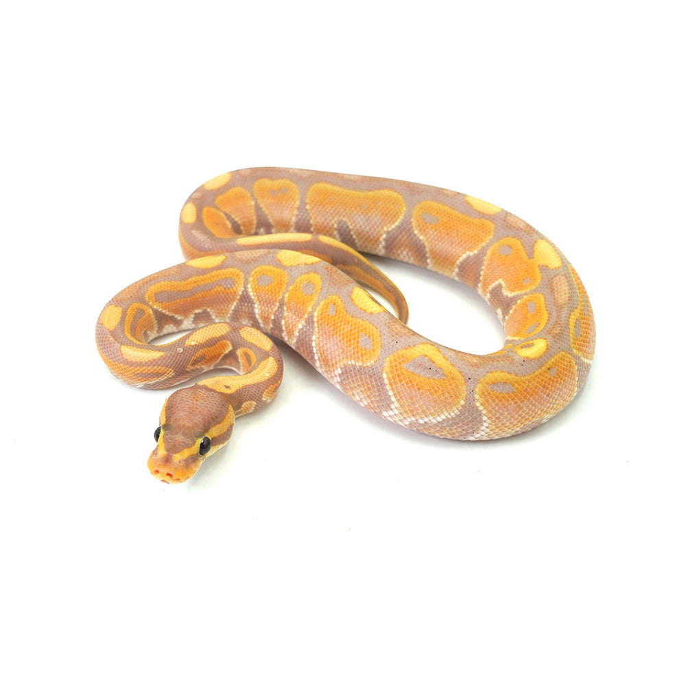 Banana Ball Python