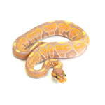 Banana Ball Python