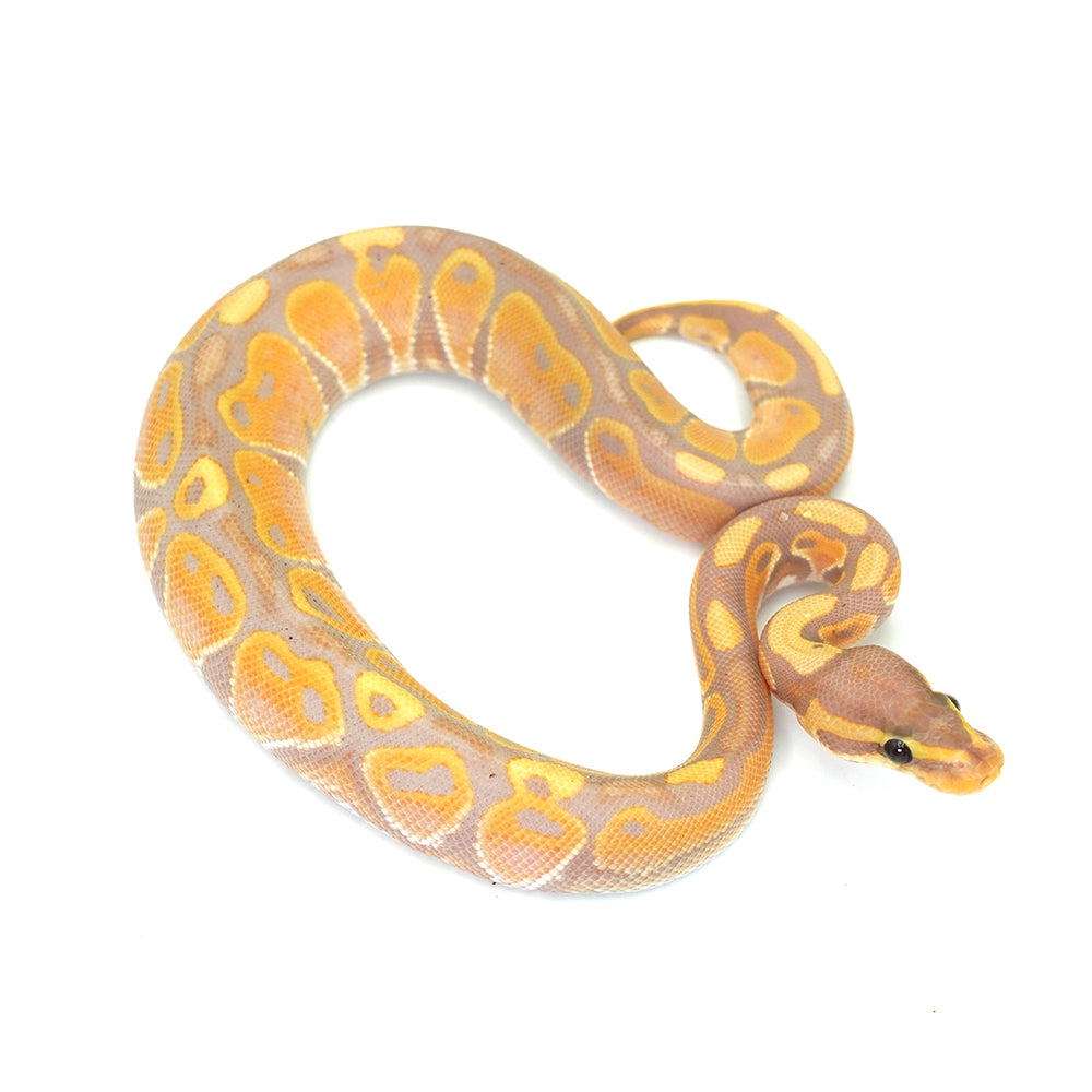 Banana Ball Python