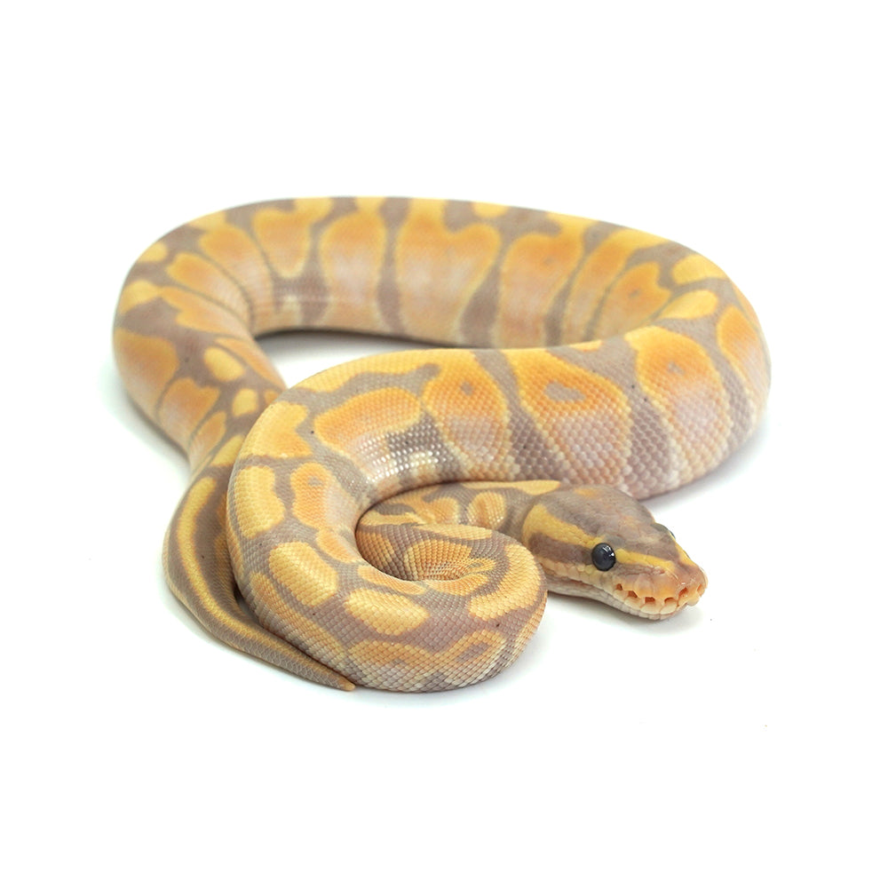 Banana Ball Python