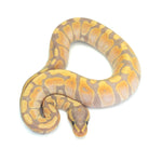 Banana Ball Python