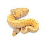 Banana Lemonblast Ball Python