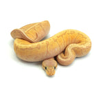 Banana Lemonblast Ball Python