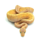Banana Lemonblast Ball Python