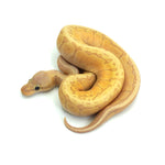 Banana Lemonblast Ball Python