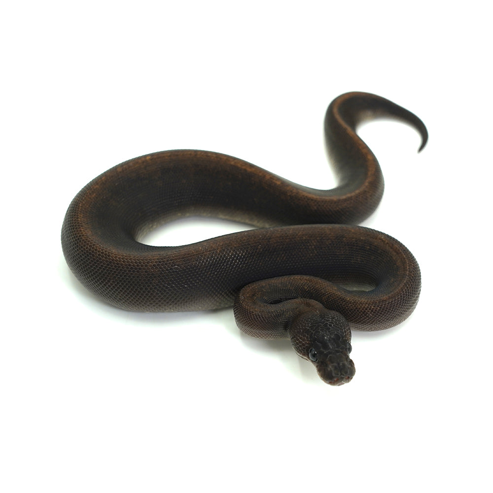 Suma Ball Python