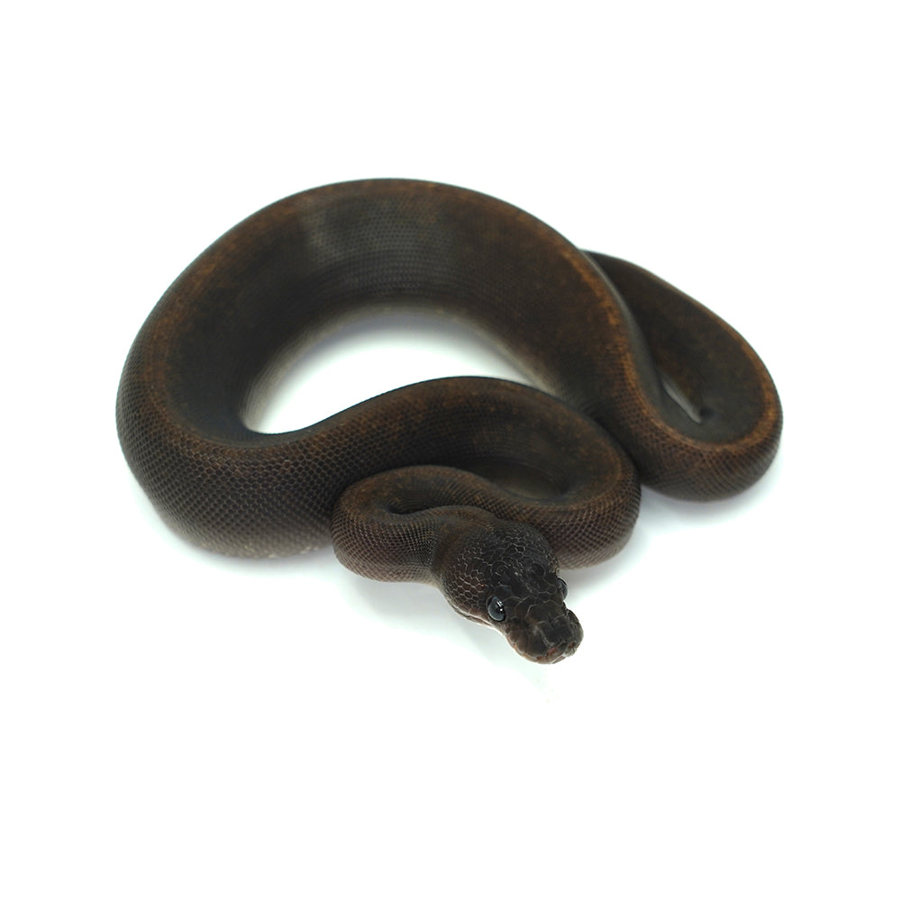 Suma Ball Python