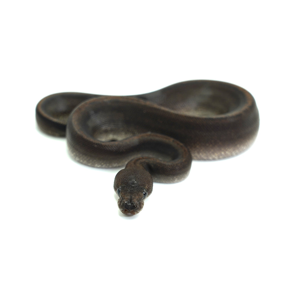 Suma Ball Python