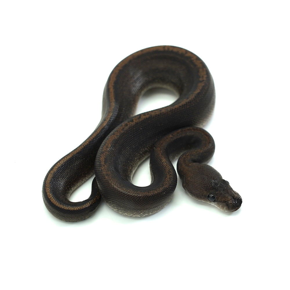 Suma Ball Python