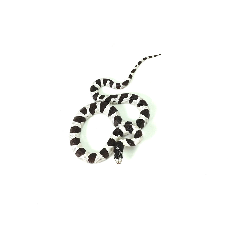 50/50 California Kingsnake