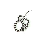 50/50 California Kingsnake