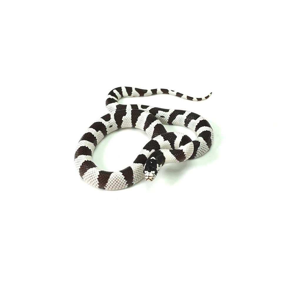 50/50 California Kingsnake