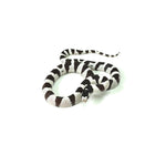 50/50 California Kingsnake