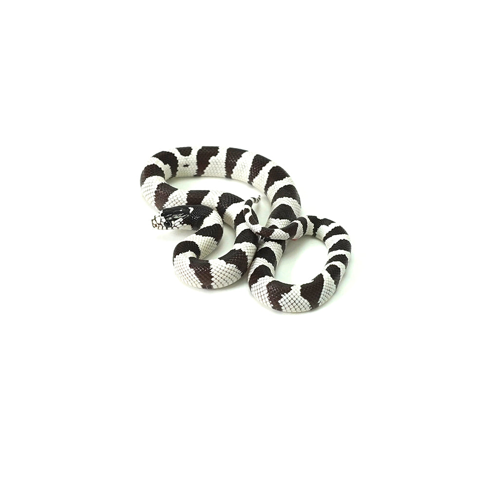 50/50 California Kingsnake